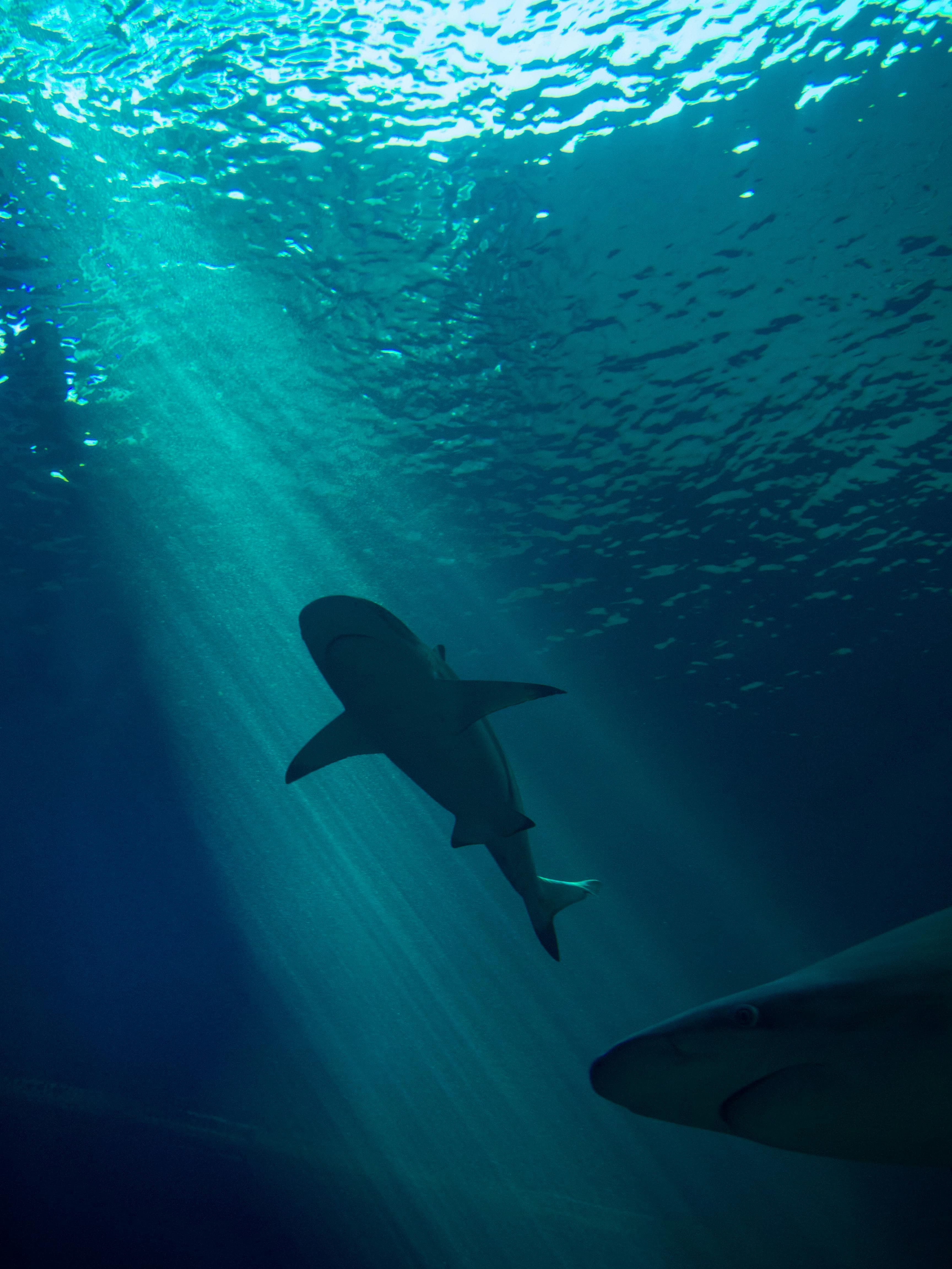 Private Tour: Shark Cage Diving tour in Cape Town