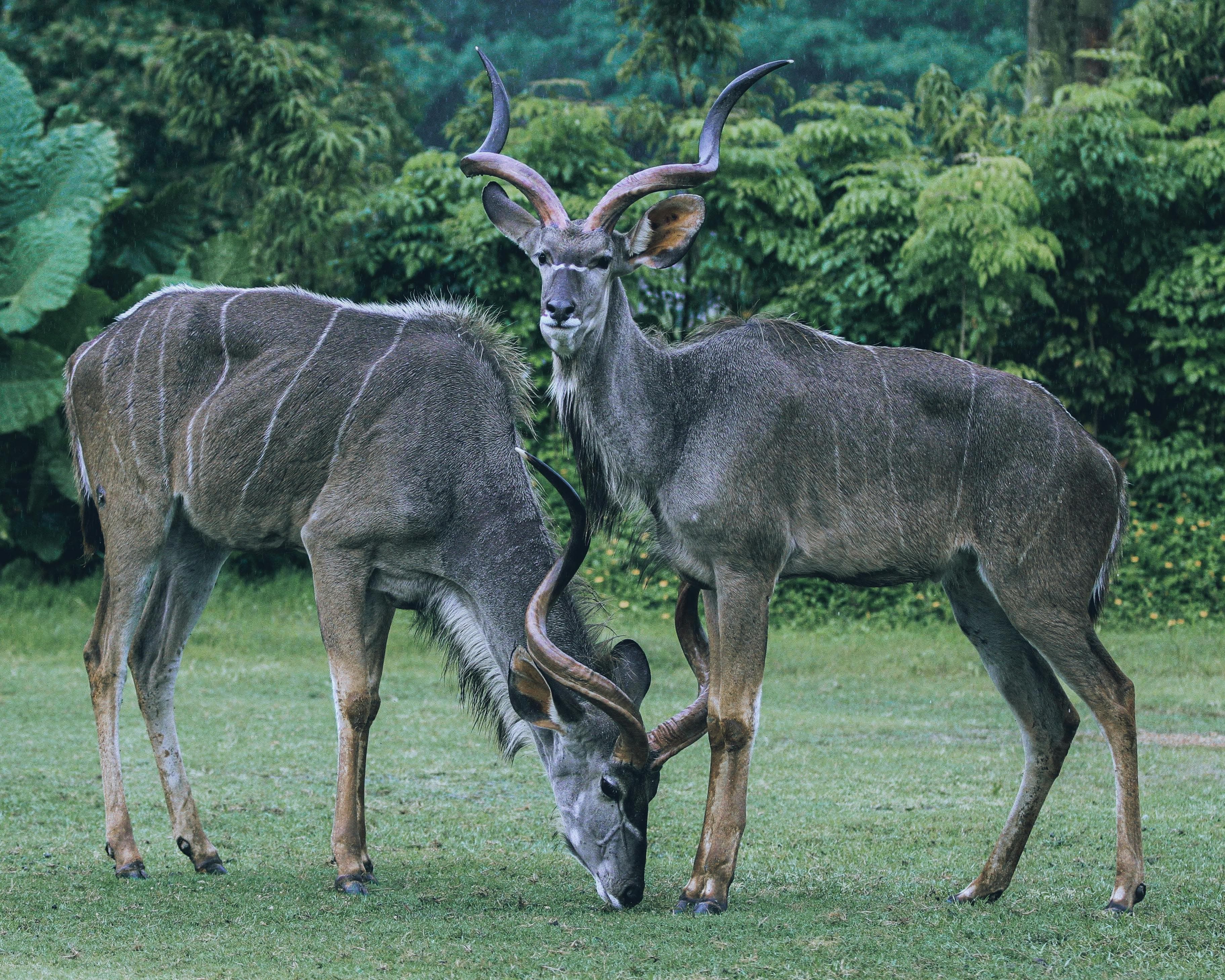 2-Day Safari at 4-Star Game Reserve in Cape Town tour in Cape Town